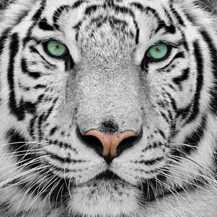 Wallpapers tiger