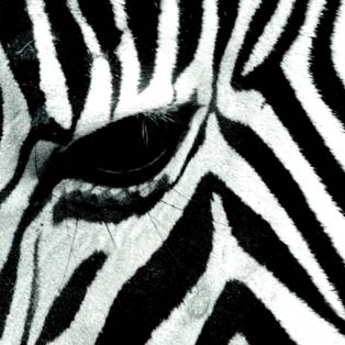 Wallpapers zebra