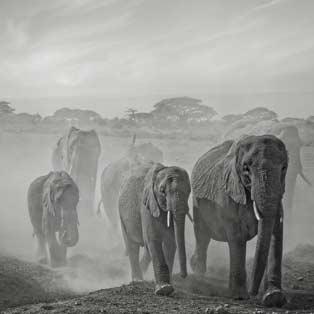 Canvas prints elefant