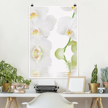 Poster flowers - Spa Orchid - White Orchid