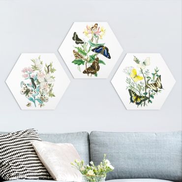Forex hexagon - British Butterflies Set I