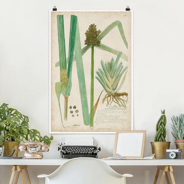 Poster - Vintage Botany Drawing Grasses III