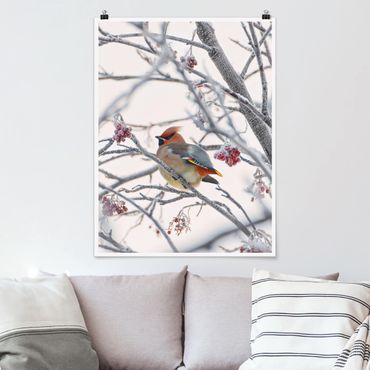 Poster nature & landscape - Waxwing on a Tree