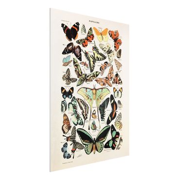 Print on forex - Vintage Board Butterflies And Moths