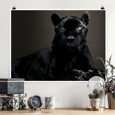 Poster - Black Puma