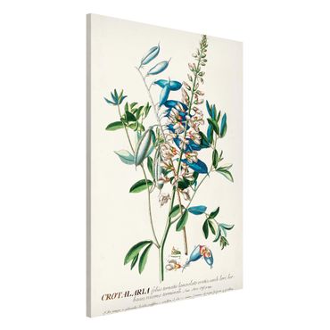 Magnetic memo board - Vintage Botanical Illustration Legumes