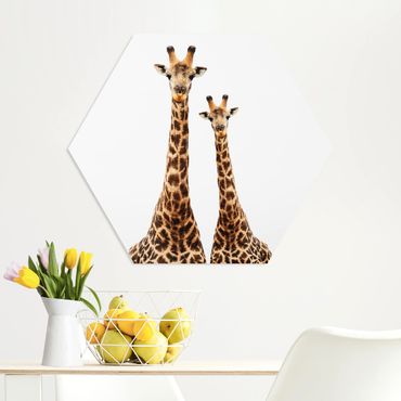 Forex hexagon - Portait Of Two Giraffes