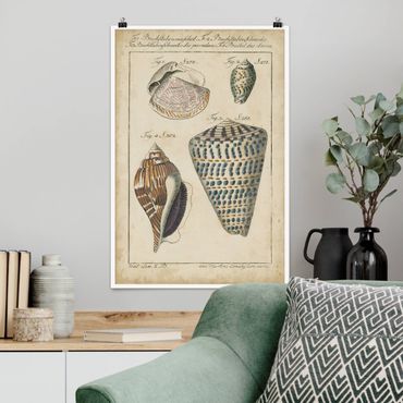 Poster - Vintage Conch Drawing Pattern Bunte