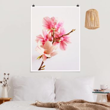 Poster flowers - Magnolia Blossoms