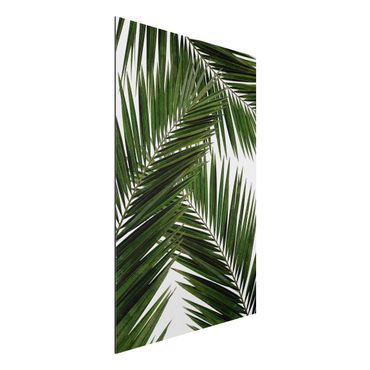 Print on aluminium - View Through Green Palm Leaves
