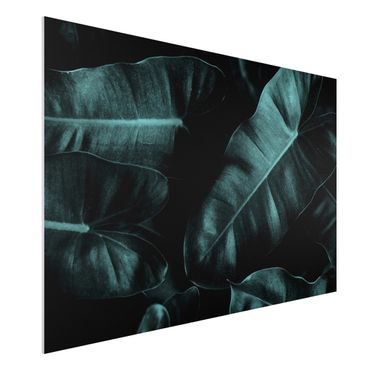 Print on forex - Jungle Leaves Dark Green