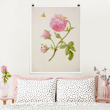 Poster - Anna Maria Sibylla Merian - Wild Rose With Gracillariidae