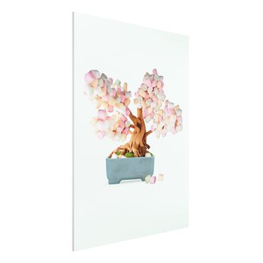 Print on forex - Bonsai With Marshmallows
