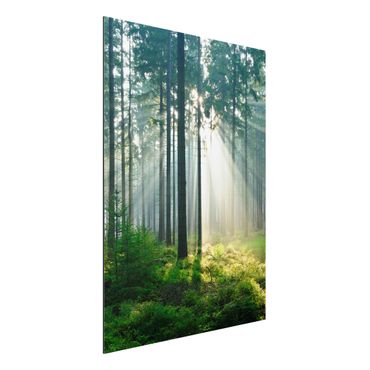 Print on aluminium - Enlightened Forest