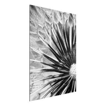 Print on aluminium - Dandelion Black & White