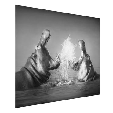 Print on aluminium - Hippo Fight