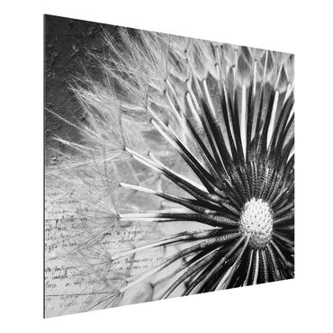 Print on aluminium - Dandelion Black & White