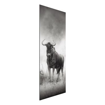 Print on aluminium - Staring Wildebeest