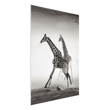 Forex print - Giraffe Hunt