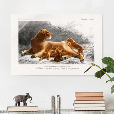 Glass print - Vintage Board Lioness And Lion Cubs