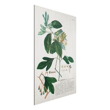 Print on aluminium - Vintage Botanical Illustration Laurel