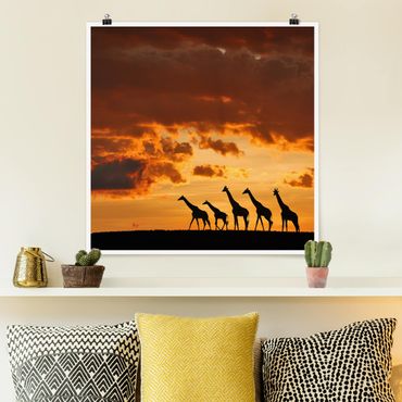 Poster - Five Giraffes