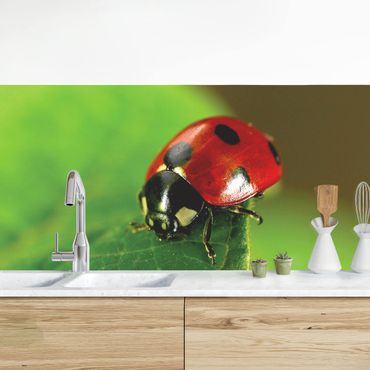 Kitchen wall cladding - Lady Bird