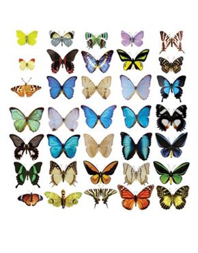 Window sticker - Butterflies Set II