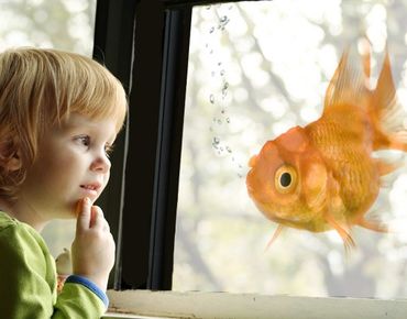 Window decoration - Flying Goldfish