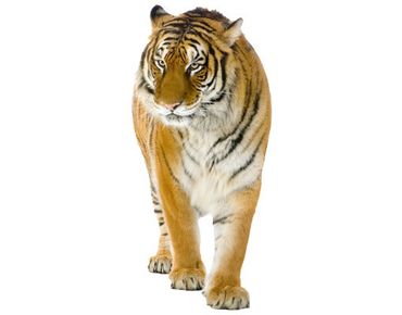 Wall sticker - No.128 Indian Tiger