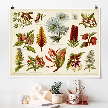 Poster - Vintage Board Tropical Botany I