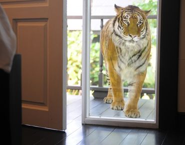 Window sticker - Banyan tiger