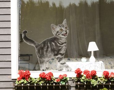 Window sticker - Kitty