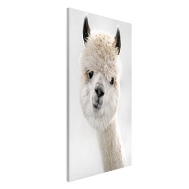 Magnetic memo board - Alpaca Portrait