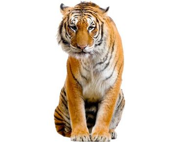 Window sticker - Sitzender Tiger