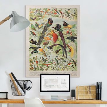 Print on canvas - Vintage Board Birds Of Paradise