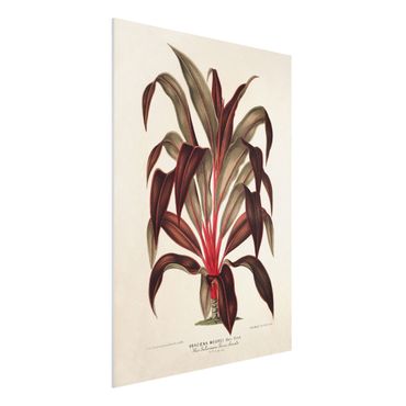 Print on forex - Botany Vintage Illustration Of Dragon Tree