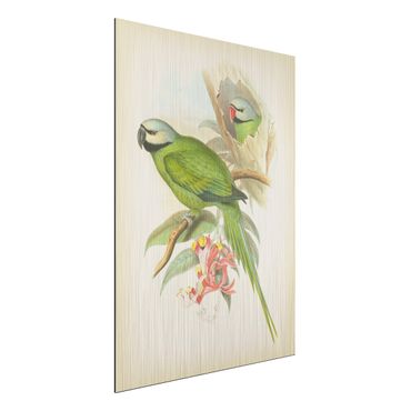 Print on aluminium - Vintage Illustration Tropical Birds II