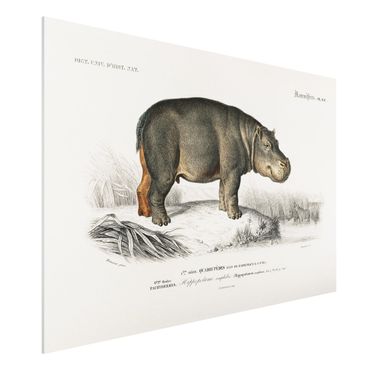 Print on forex - Vintage Board Hippo