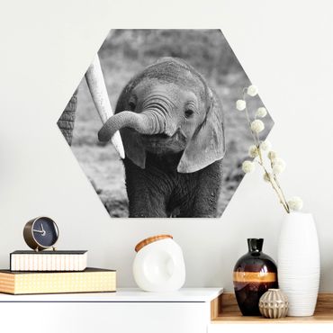 Alu-Dibond hexagon - Baby Elephant