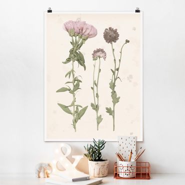 Poster flowers - Herbarium In Pink III