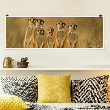 Panoramic poster animals - Meerkat Family