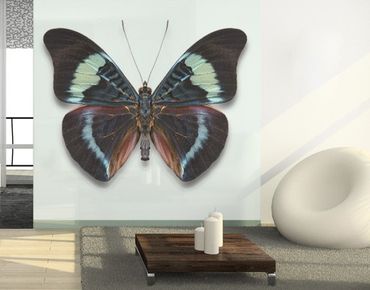 Window decoration - Lepidoptera