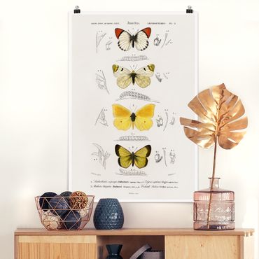 Poster - Vintage Board Butterflies II