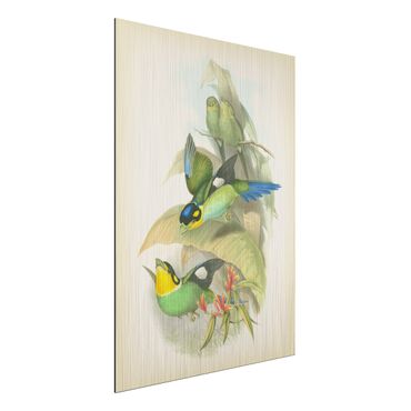 Print on aluminium - Vintage Illustration Tropical Birds