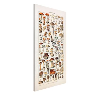 Magnetic memo board - Vintage Board Mushrooms