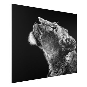 Forex print - Portrait Of A Lioness