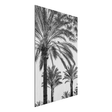 Print on aluminium - Palm Trees At Sunset Black And White