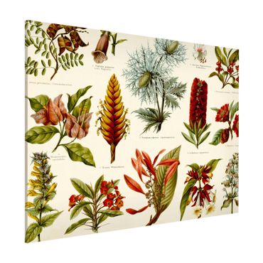 Magnetic memo board - Vintage Board Tropical Botany I