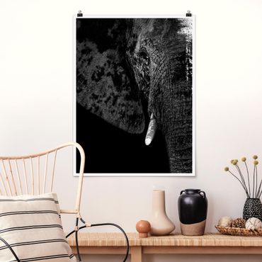 Poster animals - African Elephant black and white